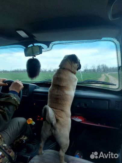 Вязка мальчик