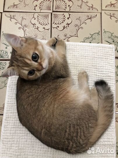 Британский кот