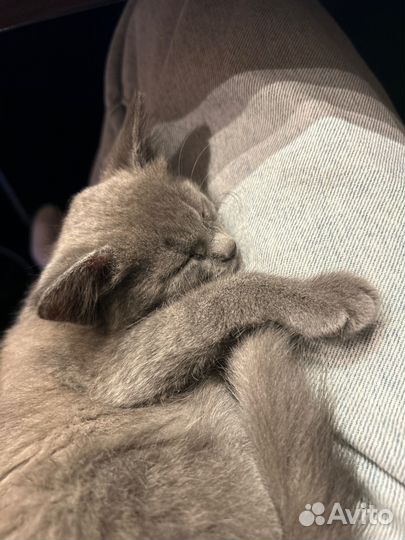 Котенок метис в добрые руки