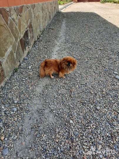 Собаки пекинес