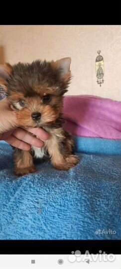 Йоркширский терьер мини девочка блу мерле