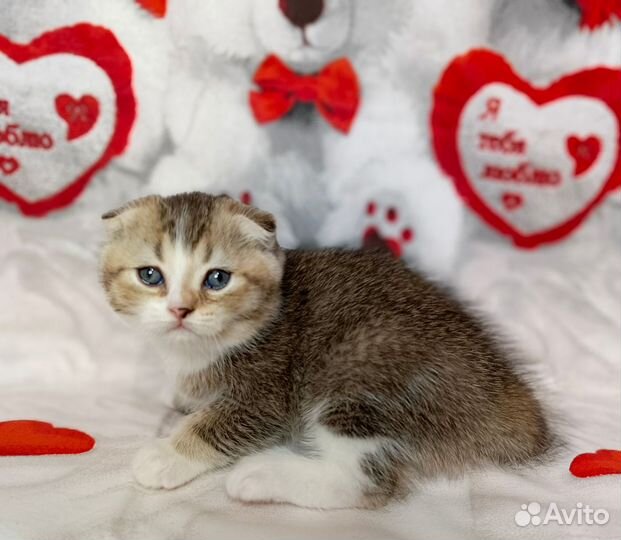 Шотландский котёнок