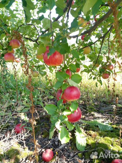 Аджика Яблоко