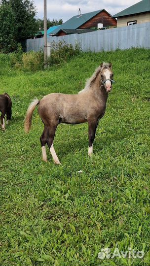 Пони уэльский