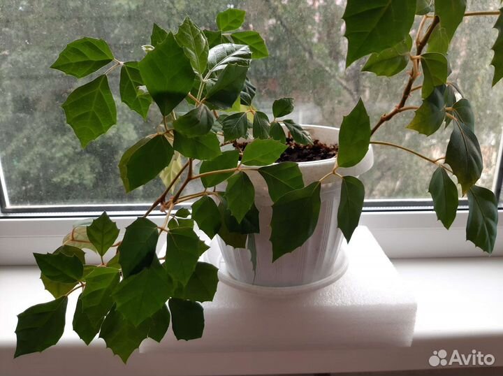 Комнатные цветы берёзка