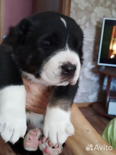 Щенки среднеазиатской овчарки