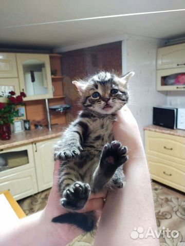Котята от сибирской кошки объявление продам