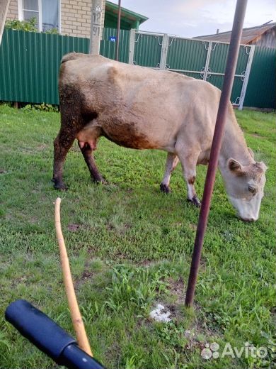 Корова стельная