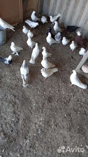 Белые на свадьбу