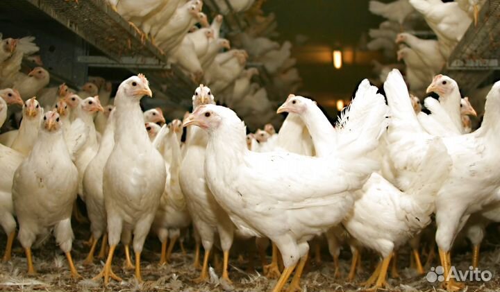 Куры несушки молодые с доставкой