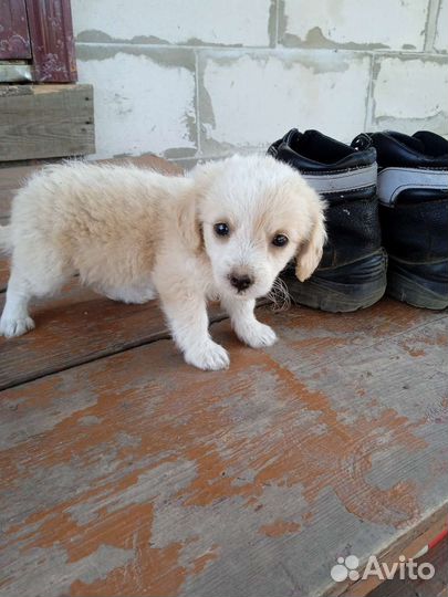 Маленькая собака