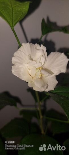 Гибискус китайская роза