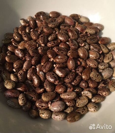 Семена клещевины