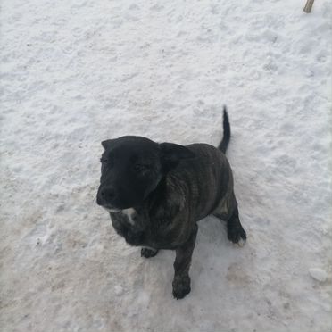 Ка-де-бо, щенок