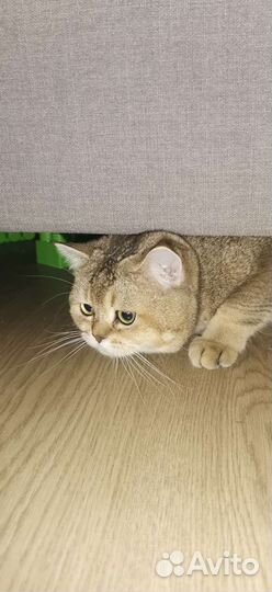 Золотая шиншилла вязка