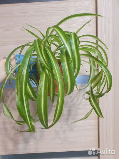 Хлорофитум кучерявый