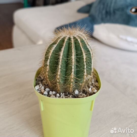 Кактусы
