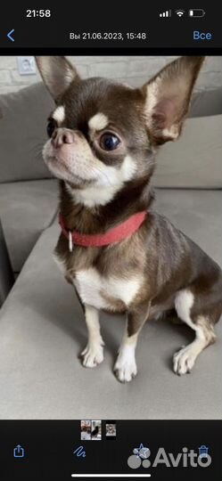 Супер мини чихуахуа