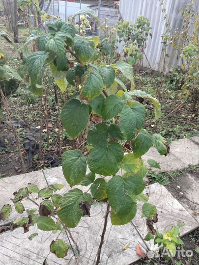 Ремонтантная малина и малиновое дерево