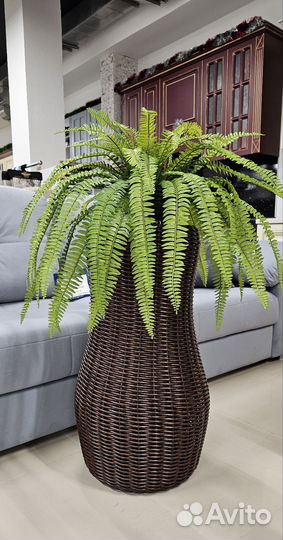 Папоротник нефролепис искусственный