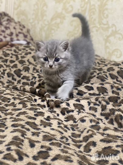 Котенок британка