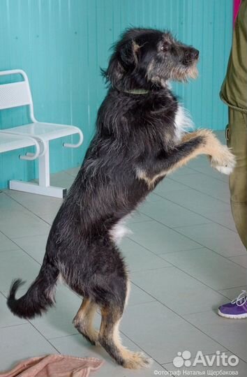 Собака Грэй