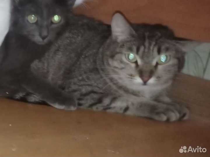 Кошка Мия ищет дом