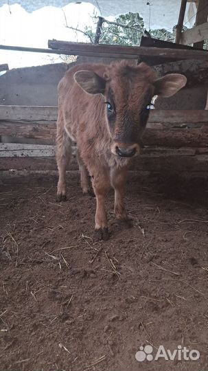 Корова дойная с телёнком
