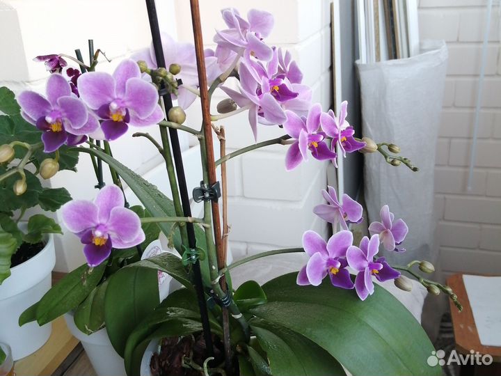 Фаленопсис