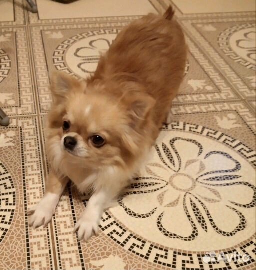 Разноцветные кобели,вязка и щенки