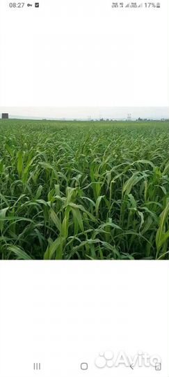 Сено суданка