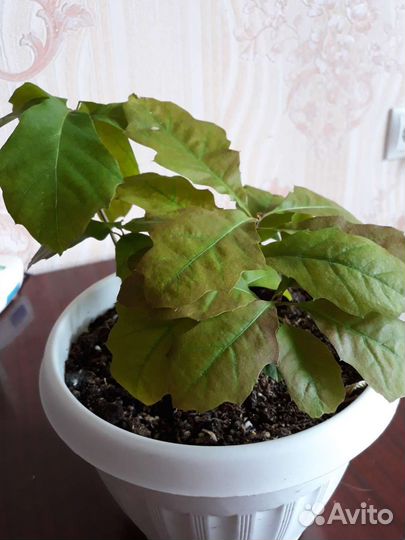 Дуб канадский, Дуб остролистный саженцы