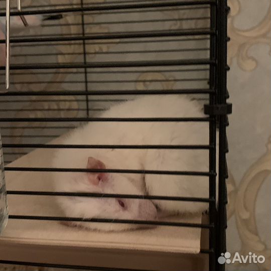 Крыса дамбо с клеткой