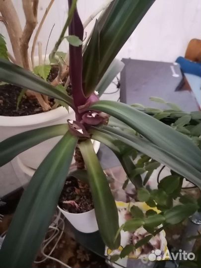 Китайская роза, декабрист