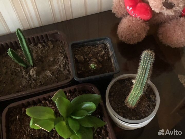 Комнатные растения