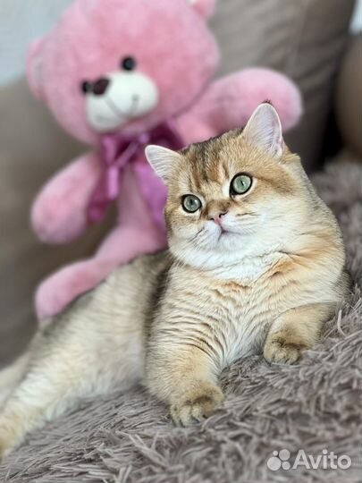 Британский кот
