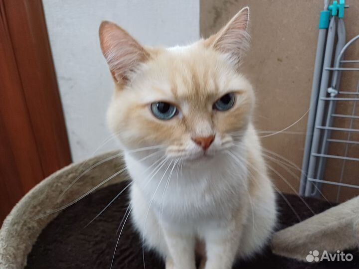 Коты в добрые руки