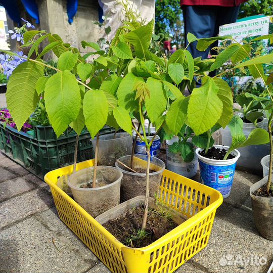 Саженцы Грецкого ореха