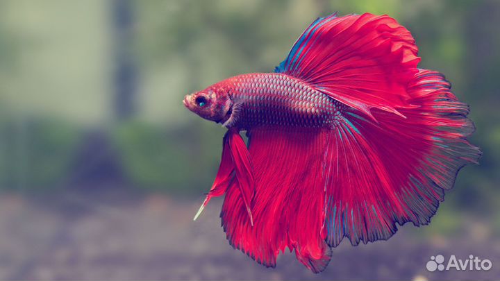 Рыба Петушок Коронохвостый/Супердельта