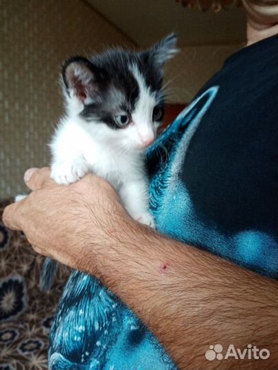 Отдам бесплатно