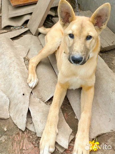 Неизвестная помесь