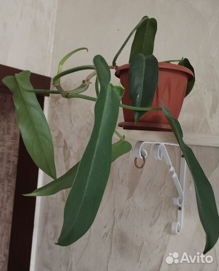 Монстера, Филодендрон