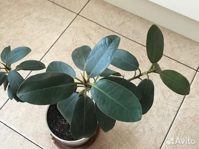Цветок фикус