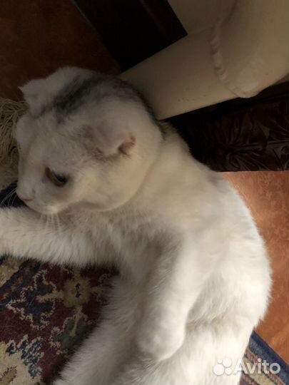 Кошка,отдаю в добр.руки