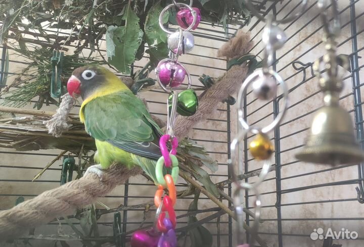 Неразлучник масковый самка