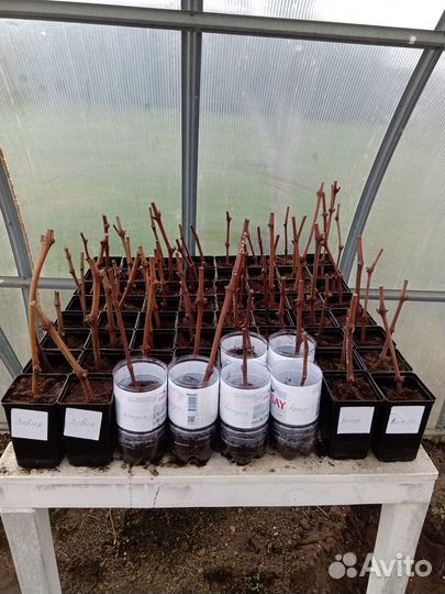 Саженцы винограда