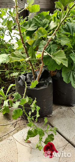 Пеларгония герань