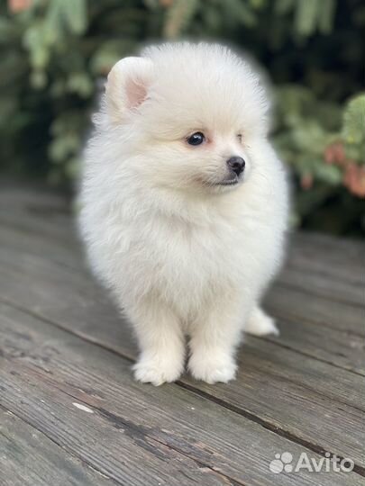 Шпицули девочки