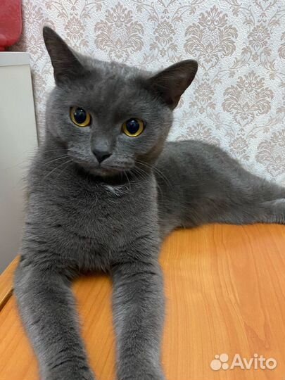 Кошка в добрые руки в дар