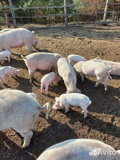 Поросята